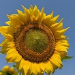 Autauga County Sunflower Field
