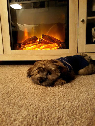 Pet Supply Store «Petco Animal Supplies», reviews and photos, 2955 Cobb Pkwy SE #410, Atlanta, GA 30339, USA