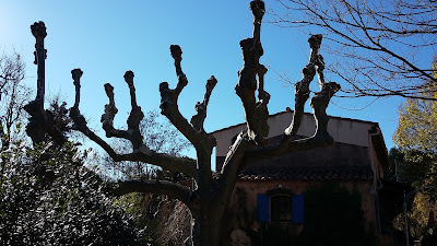 Arbiose élagage à Brignoles