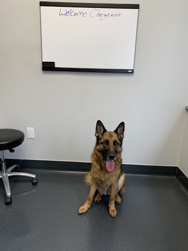 Dermatology Center for Animals image