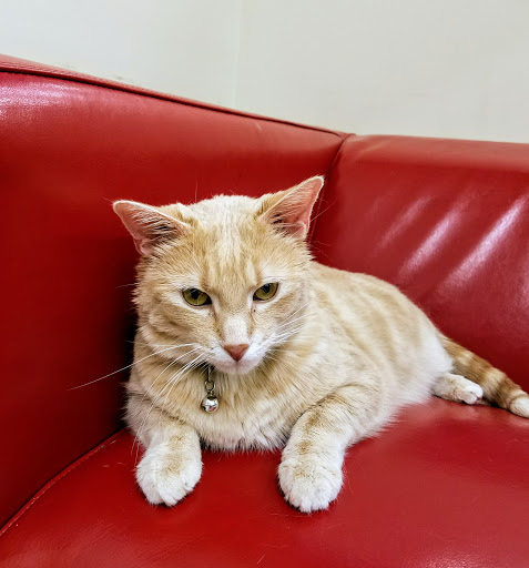 Pet Supply Store «Pet Supplies Plus», reviews and photos, 955 Co Rd E East #100, Vadnais Heights, MN 55127, USA