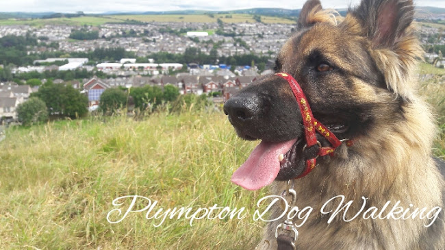 Reviews of Plympton Dog Walking in Plymouth - Dog trainer