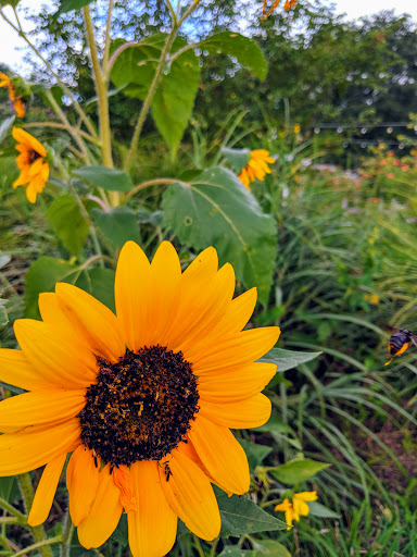 Grocery Store «Good Earth Market & Organic Farm», reviews and photos, 31806 Good Earth Ln, Ocean View, DE 19970, USA