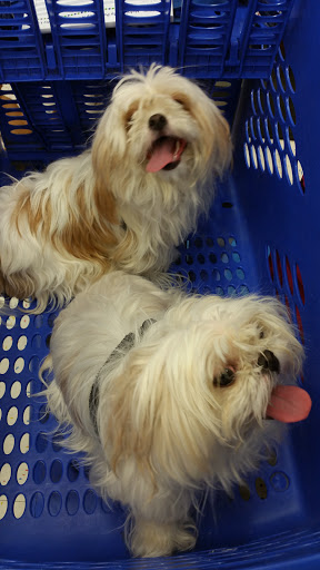 Pet Supply Store «Petco Animal Supplies», reviews and photos, 189 Old Country Rd, Carle Place, NY 11514, USA