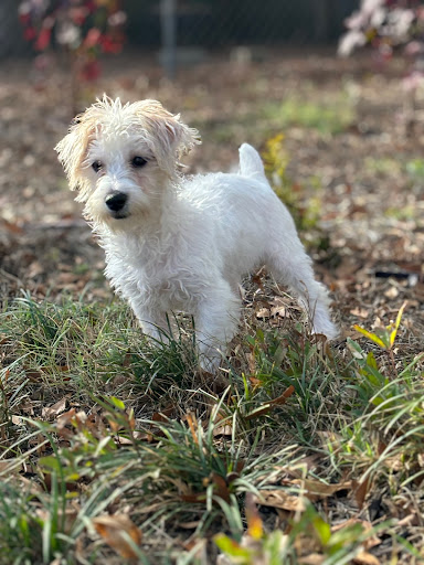 Precious Petite Puppies