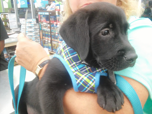 Pet Supply Store «Pet Supplies Plus», reviews and photos, 1213 Mentor Ave, Painesville, OH 44077, USA