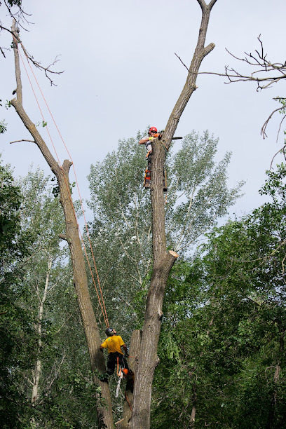 Timberland Tree Service