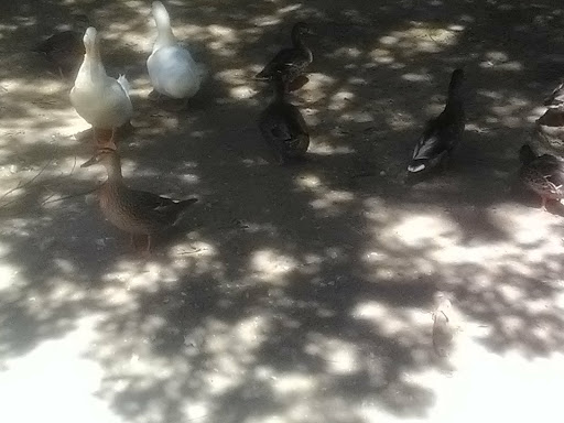 Park «Jennifer McFalls Park», reviews and photos, 1501 S Carrier Pkwy, Grand Prairie, TX 75051, USA