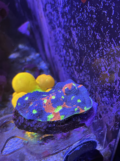 Ultra Rainbow Corals