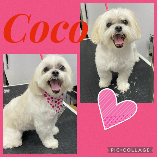 Pet Store «DipidyDawg Gourmet Dog Bakery & Boutique», reviews and photos, 21301 S Tamiami Trail Suite 430, Estero, FL 33928, USA