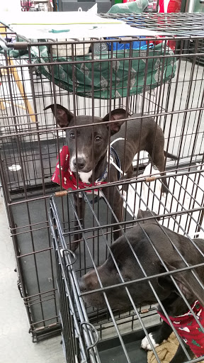 Pet Supply Store «Pet Supplies Plus», reviews and photos, 21703 Village Lakes Shopping Center Dr, Land O Lakes, FL 34639, USA