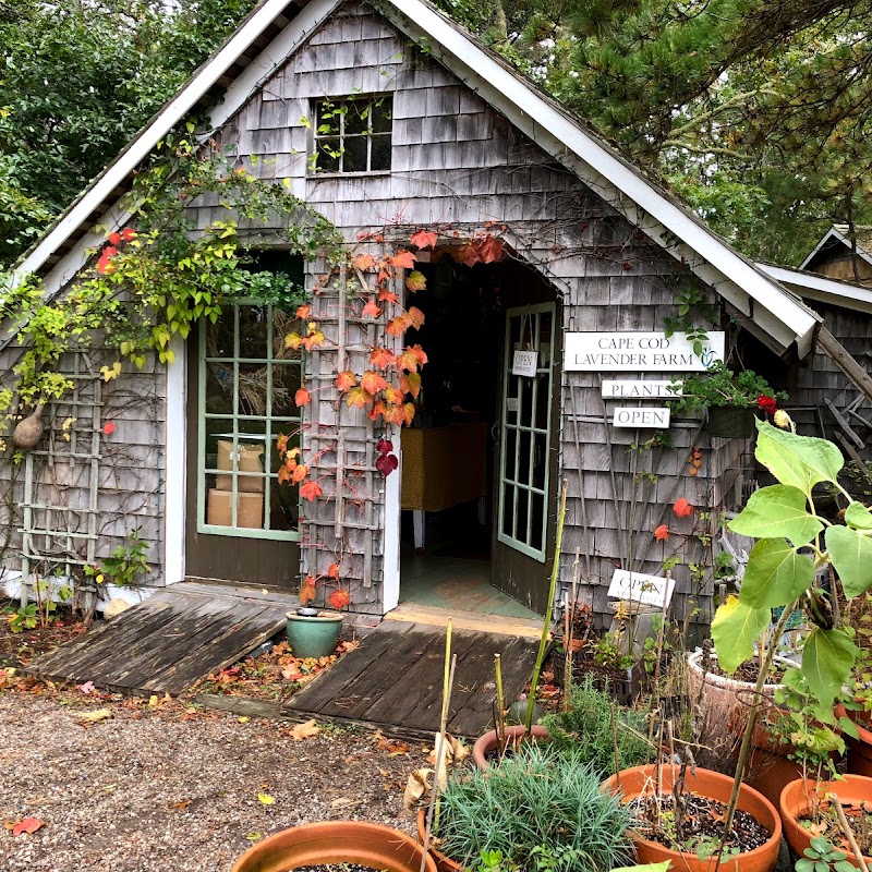 Cape Cod Lavender Farm