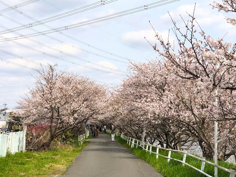 花見川の桜並木