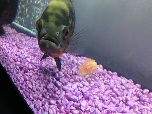 Pet Store «AquaVarium Pets And Supplies», reviews and photos, 95 W Bridge St, Catskill, NY 12414, USA