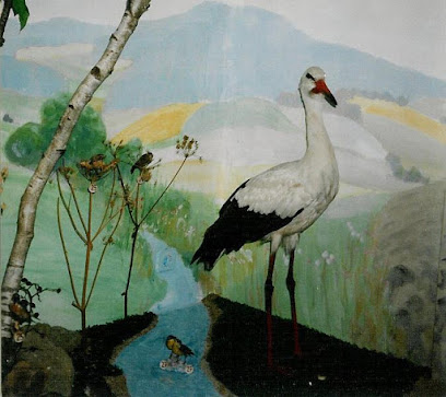 Vogelmuseum Die Vogelwelt des Böhmerwaldes