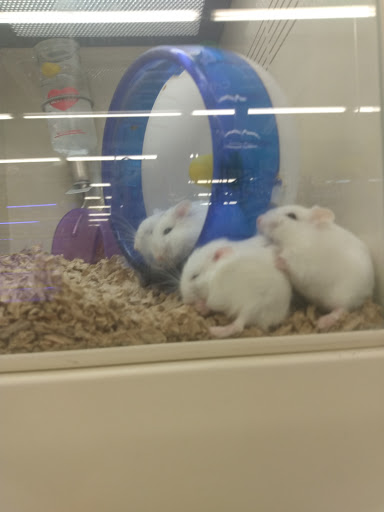 Pet Supply Store «Pet Supplies Plus», reviews and photos, 1268 N Eisenhower Dr, Beckley, WV 25801, USA