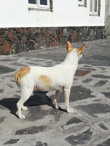 Sanavet Consulta Veterinaria en El Pueblo