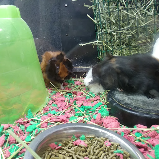 Pet Supply Store «PetSmart», reviews and photos, 2200 E Lohman Ave, Las Cruces, NM 88001, USA