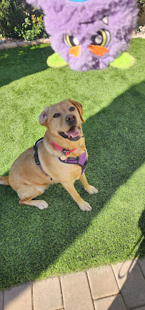 BeLoved Pet Sitting - Chula Vista & Bonita - Photo 5 - Car repair in , Chula Vista