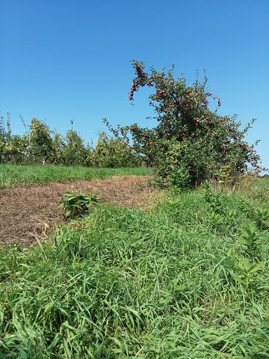 Orchard «Autumn Hills Orchard», reviews and photos, 495 Chicopee Row, Groton, MA 01450, USA