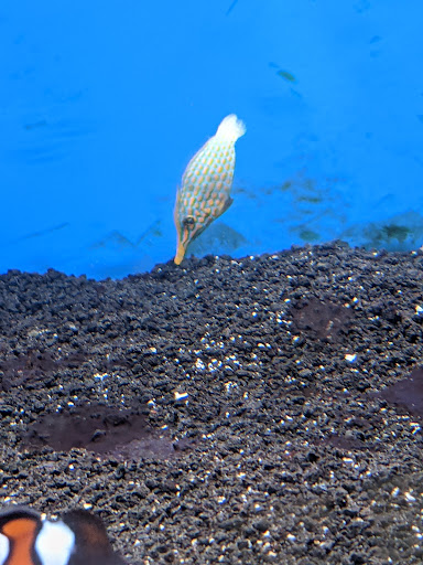 Tropical Fish Store «Delta Pet Center LLC», reviews and photos, 1370 Corporate Square Blvd, Slidell, LA 70458, USA