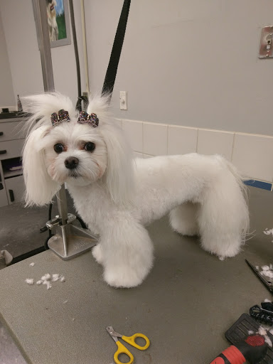 Pet Supply Store «Petco Animal Supplies», reviews and photos, 4012 W 27th Ave, Kennewick, WA 99337, USA