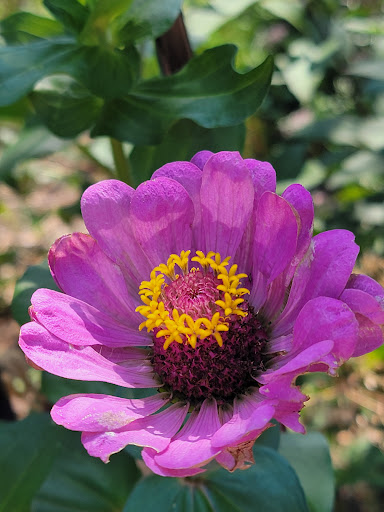 Park «Crispus Attucks Park», reviews and photos, 23 U St NW, Washington, DC 20001, USA