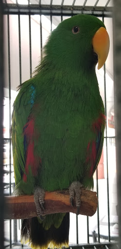 Pet Store «A Family Pet Center», reviews and photos, 6230 N Lockwood Ridge Rd, Sarasota, FL 34243, USA