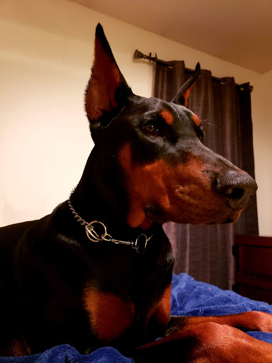 Pet Supply Store «Pet Supplies Plus», reviews and photos, 955 Co Rd E East #100, Vadnais Heights, MN 55127, USA