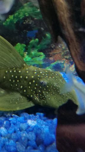 Tropical Fish Store «Aquatic Dog», reviews and photos, 7429 E Iliff Ave, Denver, CO 80231, USA