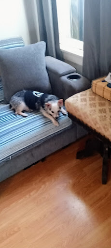 Pet Groomer «Pupazzo Dog Grooming Xprss & Pet Supplies», reviews and photos, 2080 E Pacific Coast Hwy, Long Beach, CA 90804, USA