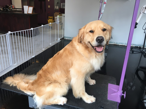 Pet Groomer «ÅSKA Pet Spa & Boutique», reviews and photos, 197 E 7th St, St Paul, MN 55101, USA