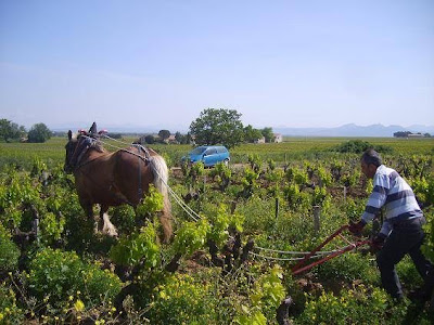 Domaine l'Or de Line à Châteauneuf-du-Pape
