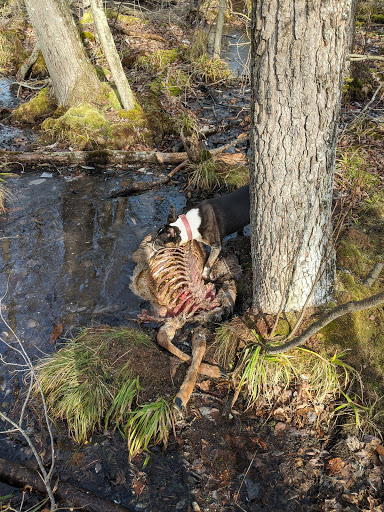 Park «Glassboro Wildlife Management Area», reviews and photos, Fries Mill Rd, Clayton, NJ 08312, USA