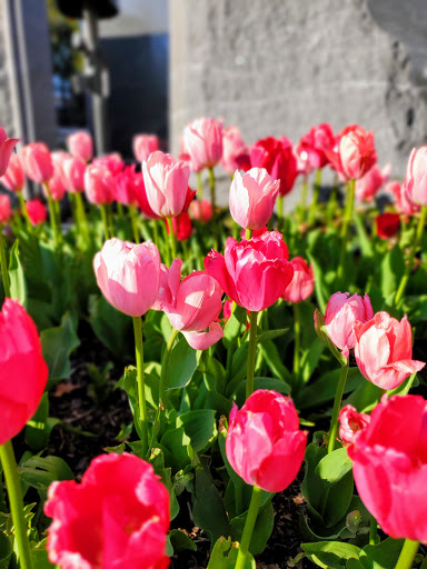 Book Store «Barnes & Noble», reviews and photos, 47 E Chicago Ave, Naperville, IL 60540, USA