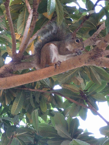 Performing Arts Theater «Highlands Little Theatre», reviews and photos, 356 W Center Ave, Sebring, FL 33870, USA