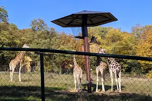 Giraffe and zebra pen image