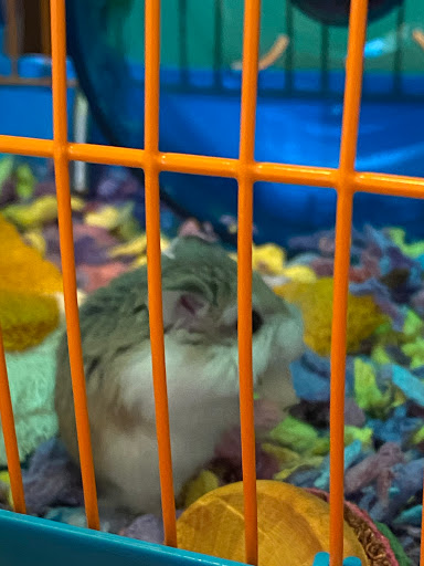 Pet Supply Store «PetSmart», reviews and photos, 4731 Commercial Dr, New Hartford, NY 13413, USA