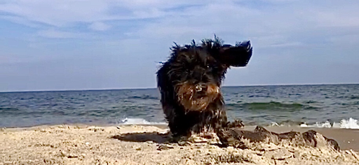 Tierarztpraxis Dr. Loepelmann unter Usedom, 