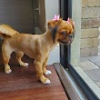 Mobile Pet Dog Grooming Homestead Fl