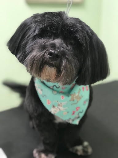 Pet Groomer «Doggie Style Bowtique», reviews and photos, 1713 Westport Rd, Kansas City, MO 64111, USA