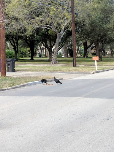 Park «Northridge Park», reviews and photos, 821 Chevy Chase Dr, San Antonio, TX 78209, USA