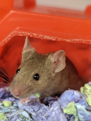 Pet Supply Store «Petco Animal Supplies», reviews and photos, 3012 Bridgepointe Pkwy, San Mateo, CA 94404, USA