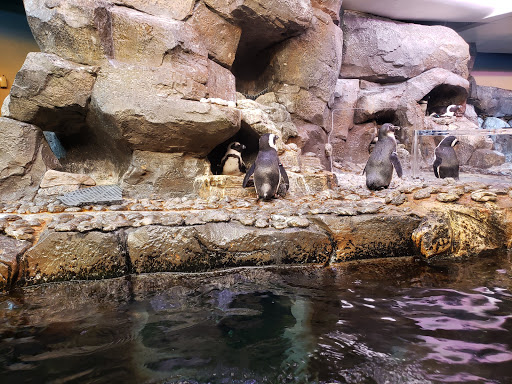 Tourist Attraction «Pemberton Place», reviews and photos, 126 Ivan Allen Jr Blvd NW, Atlanta, GA 30308, USA