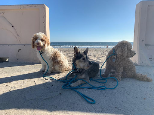 All Dogs Society image