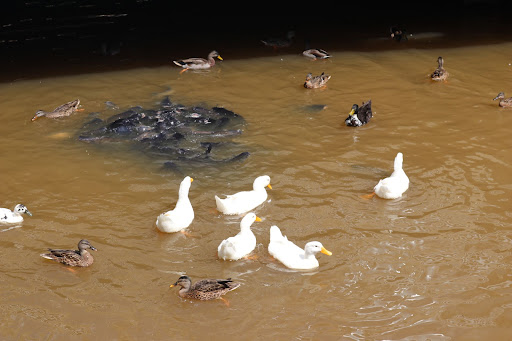 Tourist Attraction «National Harbor», reviews and photos, 165 Waterfront St, Oxon Hill, MD 20745, USA