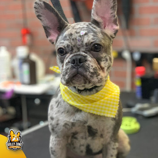 Pet Supply Store «Bully Zone Pet Supplies & Pet Grooming», reviews and photos, 1409 McCarter Hwy, Newark, NJ 07104, USA