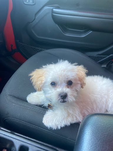 Pet Supply Store «PetSmart», reviews and photos, 4550 W Lake Mary Blvd, Lake Mary, FL 32746, USA