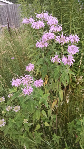 Park «New Haven Park», reviews and photos, New Haven Ave, Aurora, IL 60506, USA