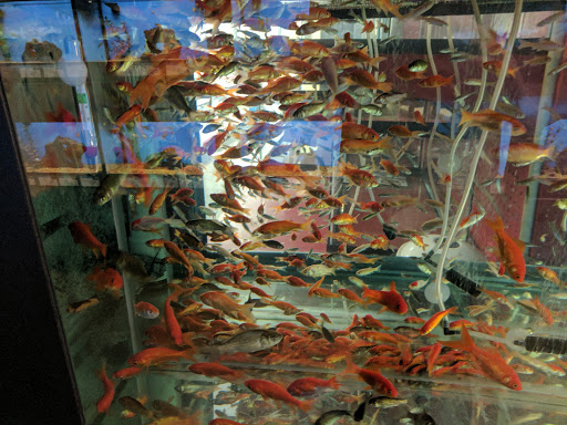 Pet Supply Store «Petco Animal Supplies», reviews and photos, 430 N Euclid St, Anaheim, CA 92801, USA